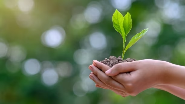 Gros plan des mains d’un enfant tenant un plant.